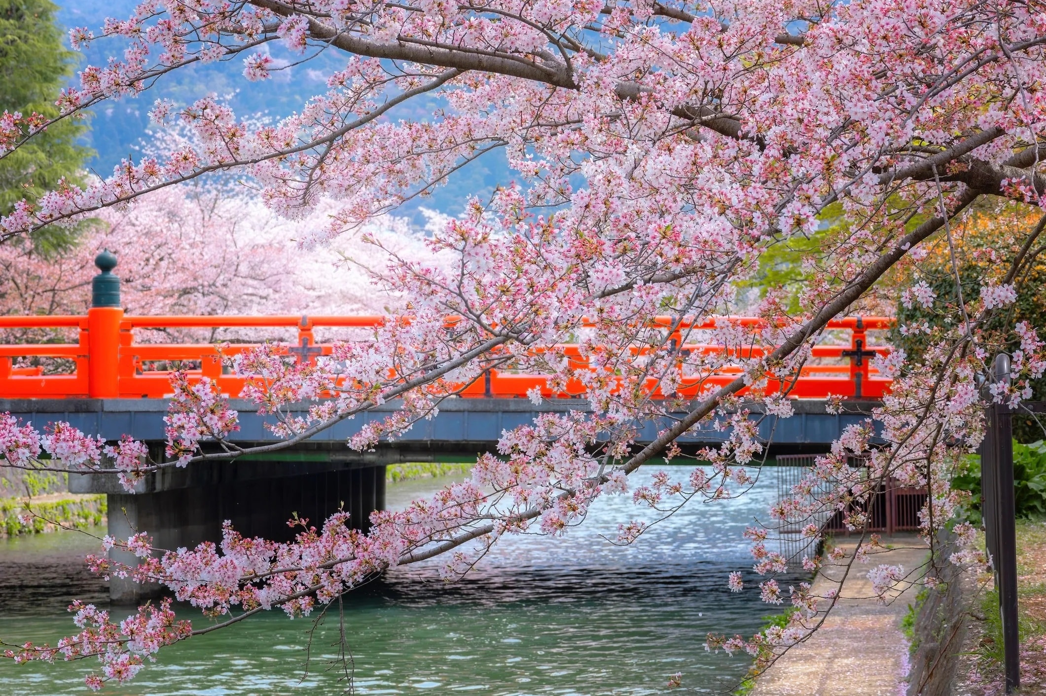 Spring season — Cherry Blossom